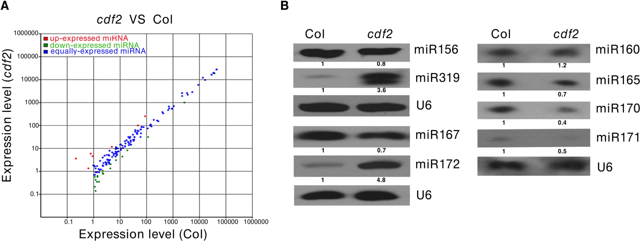 CDF2 is required for the accumulation of a group of miRNAs.