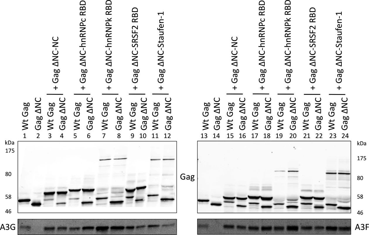 A3G and A3F are incorporated in VLPs when Gag is fused to different RNA-binding domains.