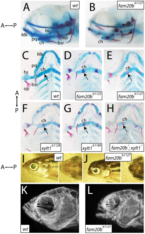 Craniofacial skeletons of mutant zebrafish larvae exhibit increased bone matrix and decreased cartilage matrix.