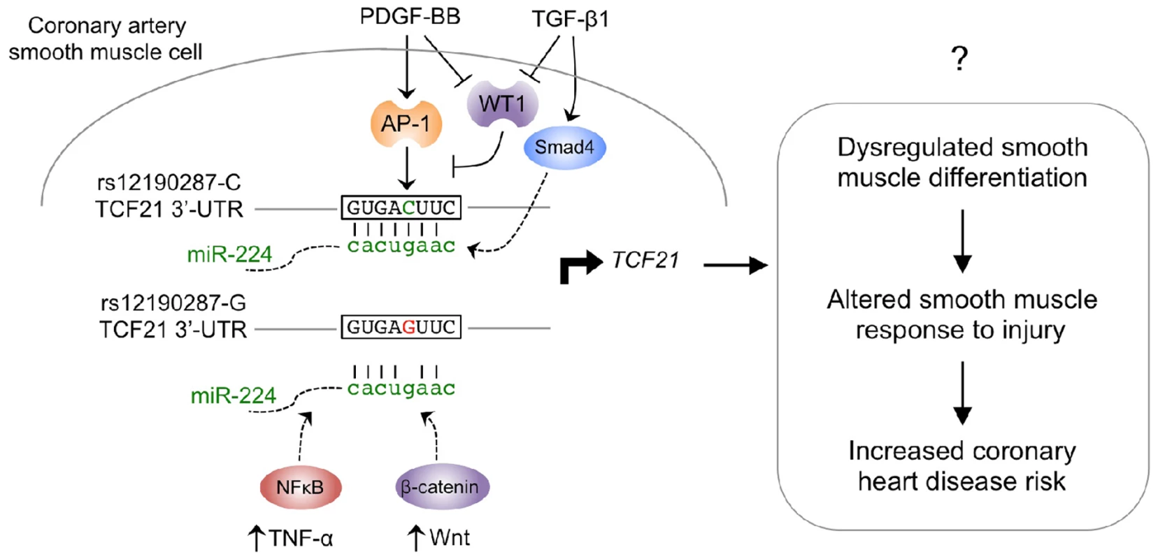 Proposed model of signaling pathways converging on miR-224-<i>TCF21</i> interaction at rs12190287.