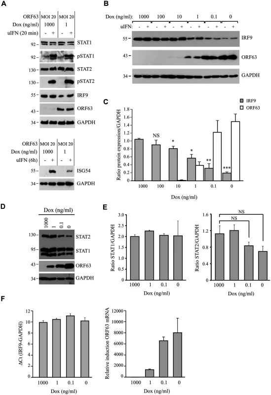 ORF63 does not affect STAT2 activation but promotes IRF9-degradation.