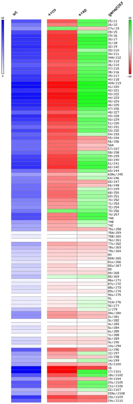 Heat map representation of the expression levels of the pLS20cat genes at late exponential phase under various conditions analyzed by RNAseq.