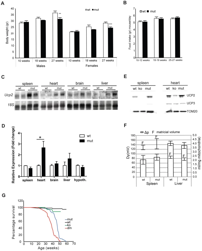 MtDNA mutator mice have lower body mass and upregulated UCP2 levels.