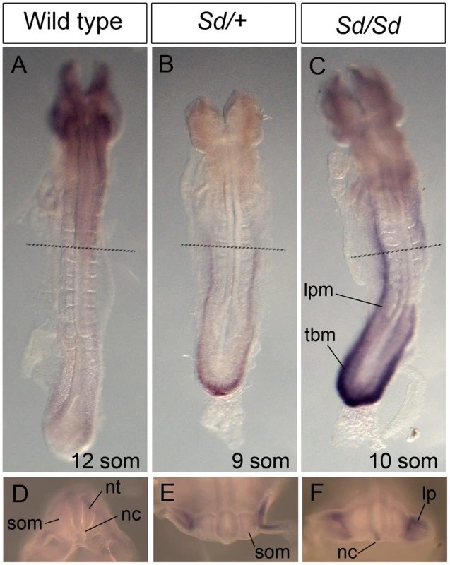 Ectopic expression of <i>Ptf1a</i> in <i>Sd/+</i> and <i>Sd/Sd</i> embryos at E8.5.