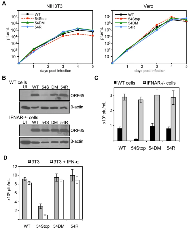 ORF54-null virus has a moderate defect in the presence of type I IFN signaling.