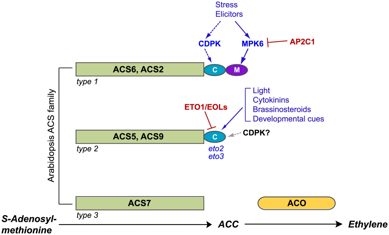 Post-translational modifications of ACS proteins regulate ethylene synthesis.