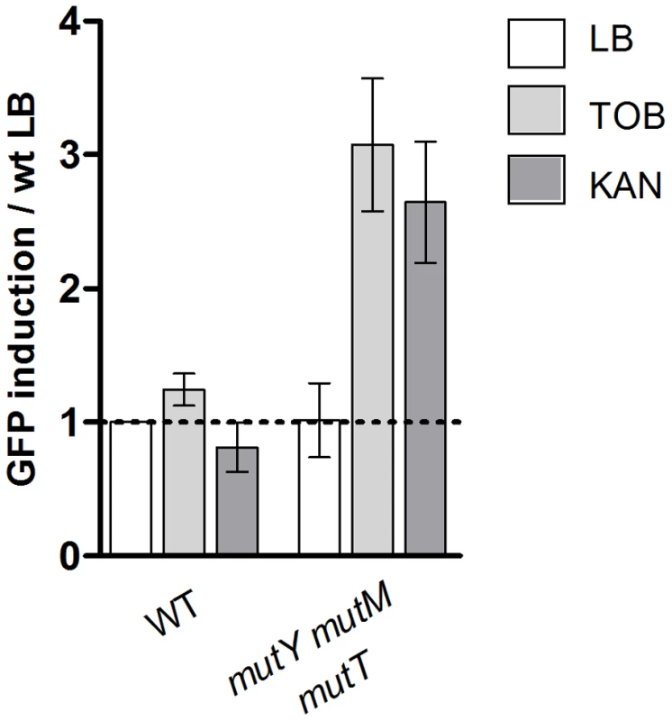 Oxidized guanine incorporation after tobramycin treatment induces SOS in the <i>E.</i>coli base excision repair deficient mutant.