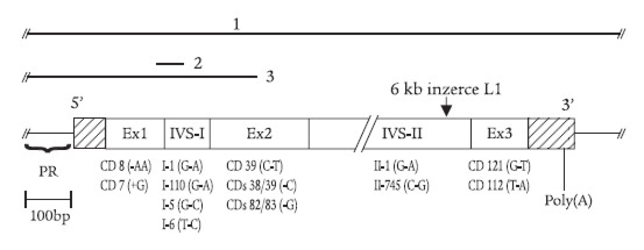 Mutace β-globinového genu zjištěné v ČR a SR zahrnují delece (úsečky nad genem vyznačují deletované úseky DNA: 1. tzv. Sicilská δβ-talasemie; 2. tzv. -44 nukleotidová delece; 3. tzv. česká delece), inzerci retrotranspozonu L1 do 2. intronu, posunové mutace a nesmyslné mutace v exonech (tj. kodonové mutace, „+“ značí inzerci a „-“ značí deleci nukleotidu) a jednoduché nukleotidové záměny v intronech. Na obr. jsou znázorněny jen vybrané mutace; kompletní přehled uvádí tab. 1.
PR = promotor, Ex = exon, IVS = intron β-globinového genu, CD – kodon