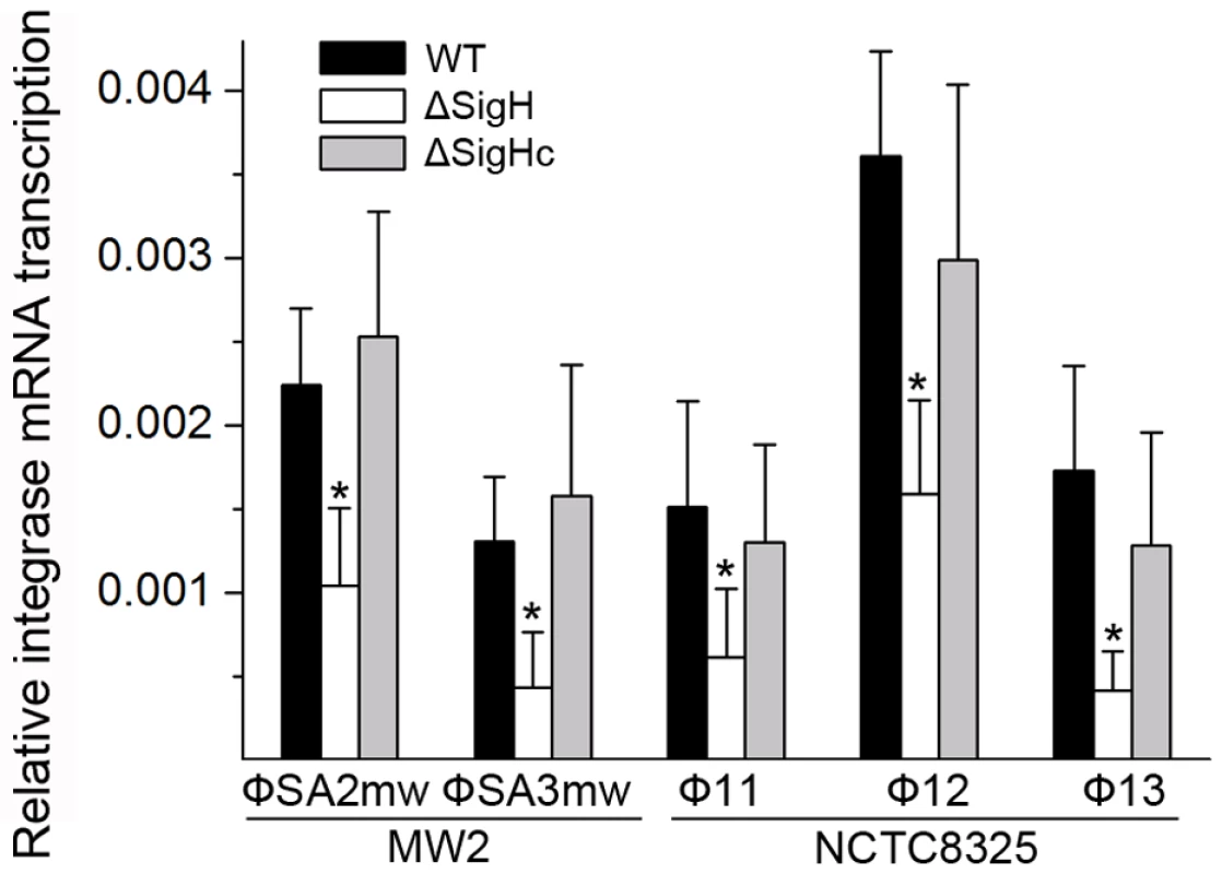 Alternative sigma factor σ<sup>H</sup> up-regulates the mRNA levels of prophage integrases.