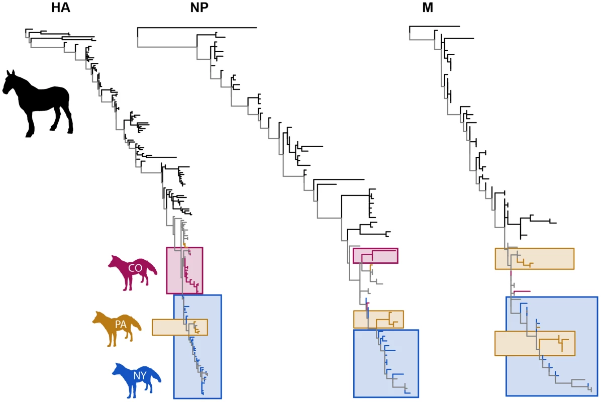Phylogenetic trees of HA1, NP and M sequences for EIV (black) and CIV (colors).