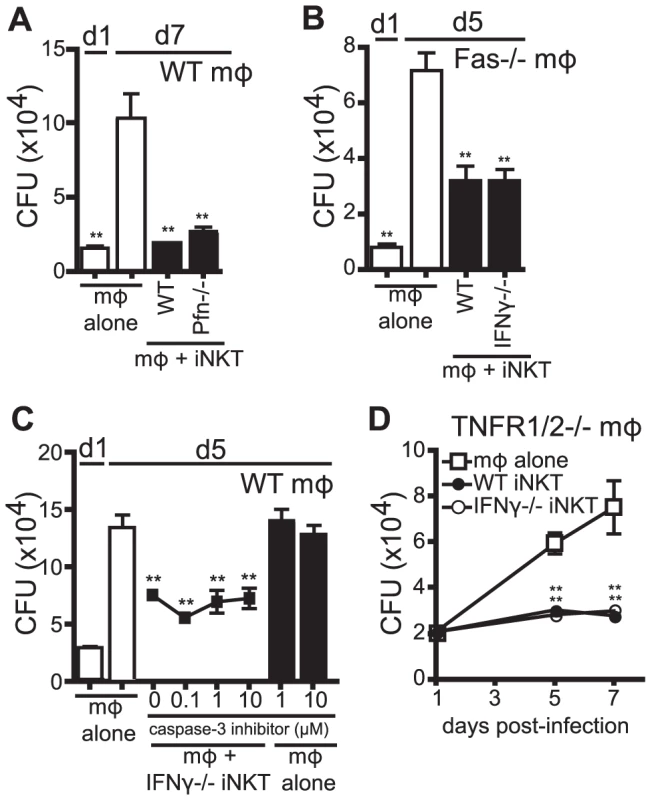 IFNγ-independent antimicrobial effector function of iNKT cells is independent of cytolytic activity.