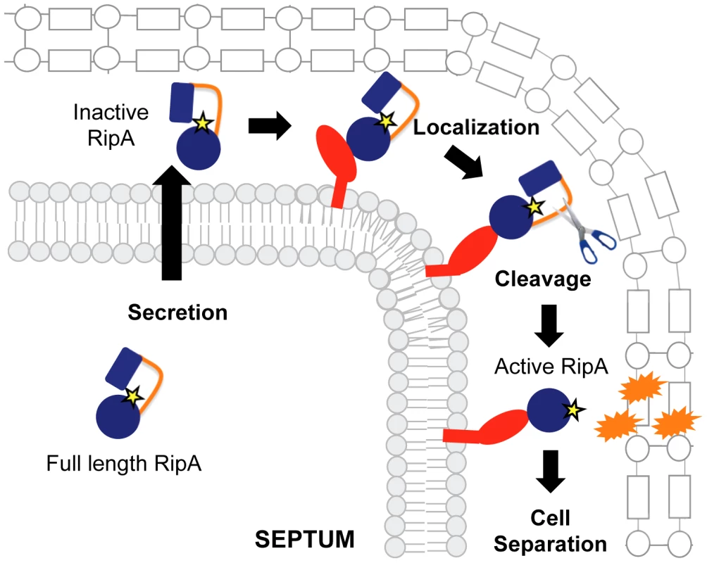 Model for RipA activation through proteolytic processing and protein interactions.