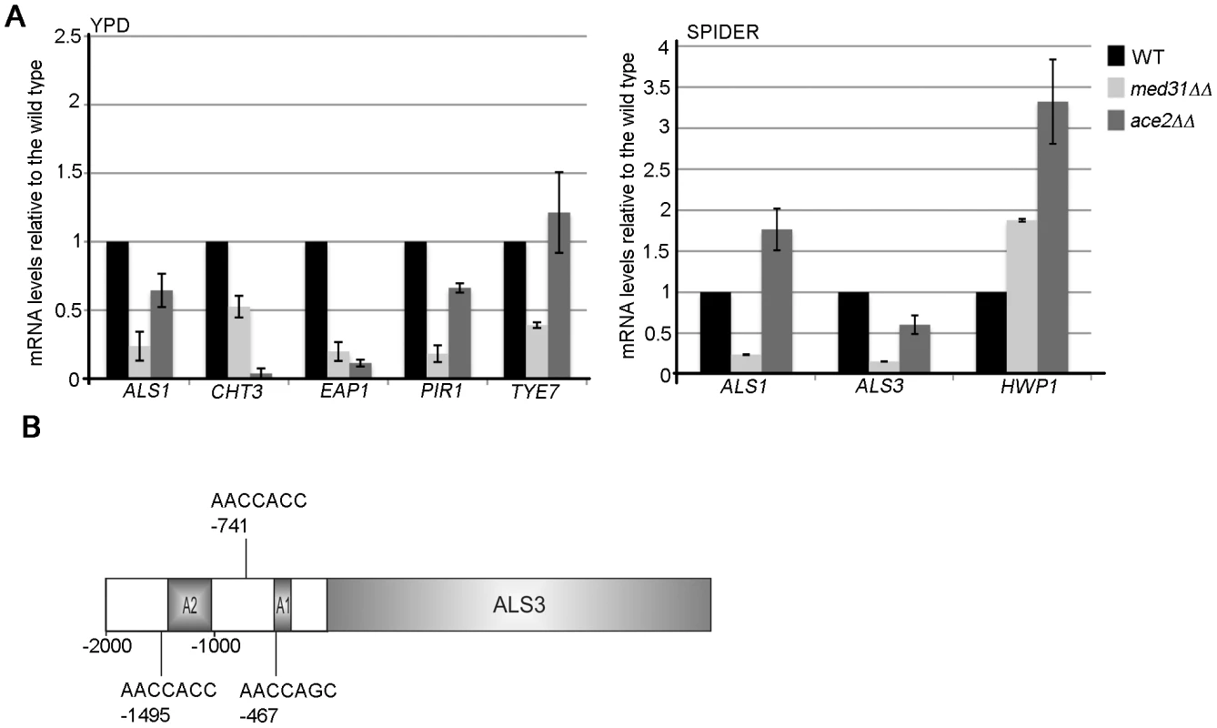 Med31 is required for the expression of Ace2-dependent genes and adhesins in yeast and hyphal growth.