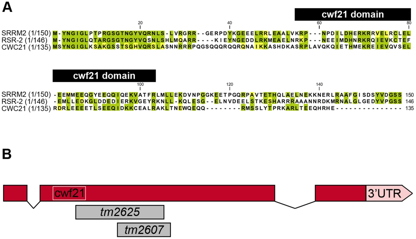 N-terminal conservation of RSR-2 and scheme of <i>rsr-2</i> gene.