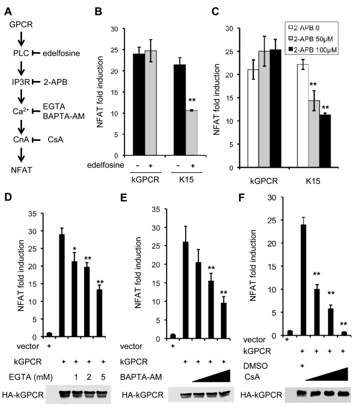 NFAT activation induced by kGPCR is resistant to inhibitors targeting components upstream of ER calcium release.