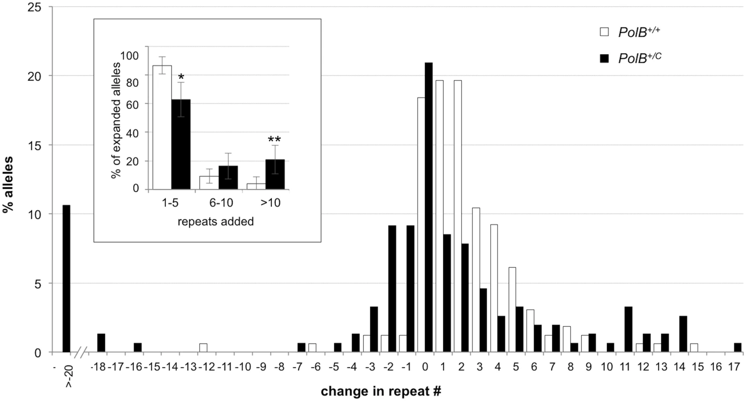 The effect of heterozygosity for the <i>PolBC</i> mutation on the distribution of repeat number changes seen in the gametes of 3-month-old male mice.