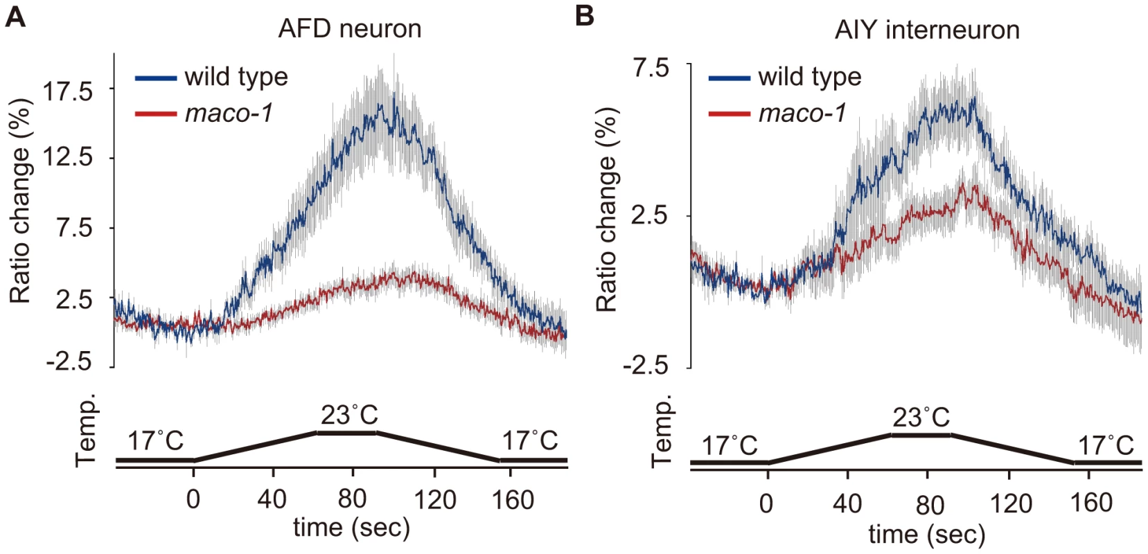 Calcium imaging of neurons in the thermotaxis circuit among wild-type or <i>maco-1</i> mutants.