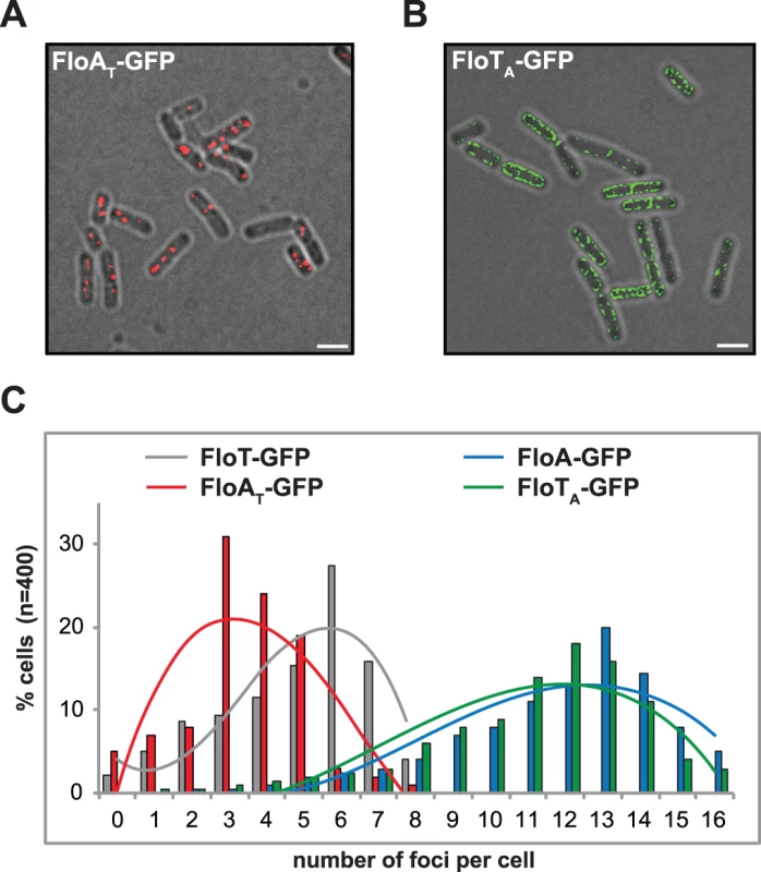 C-terminal region of FloA and FloT plays a role in their oligomerization properties.