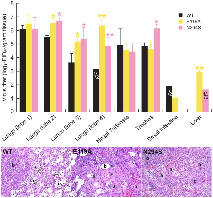 Replication of recombinant WT, E119A, and N294S viruses in internal organs and histologic changes in the lungs morphology of ferrets infected with these H5N1 viruses.