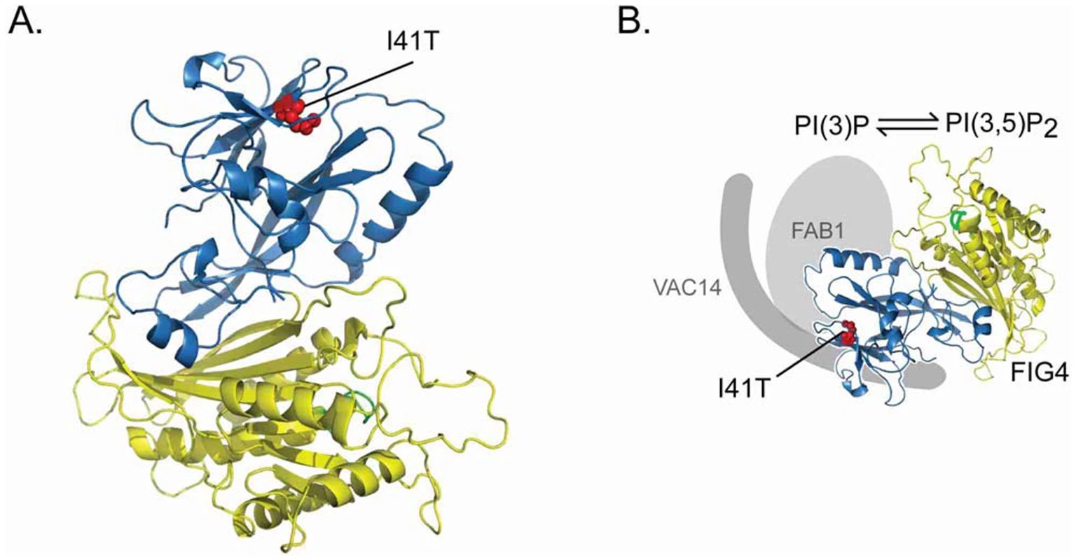 Location of the <i>FIG4</i>-I41T mutation and effect on protein interaction.
