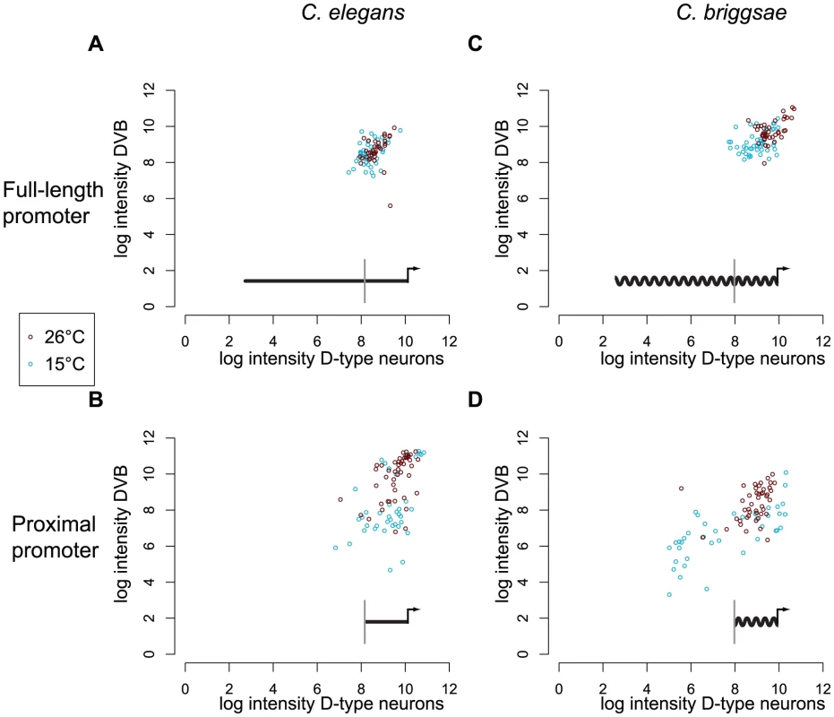 Only full-length promoters of <i>C. elegans</i> and <i>C. briggsae unc-47</i> can direct robust expression.