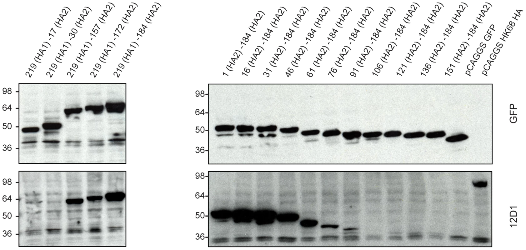 MAb 12D1 reacts by western blot with hemagglutinin truncation mutants.
