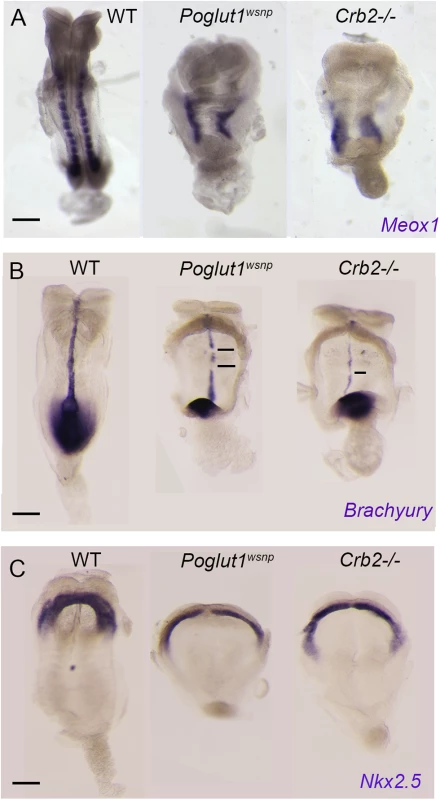 Indistinguishable phenotypes of early <i>Poglut1</i><sup><i>wsnp</i></sup> and <i>Crumbs2</i> mutant embryos.