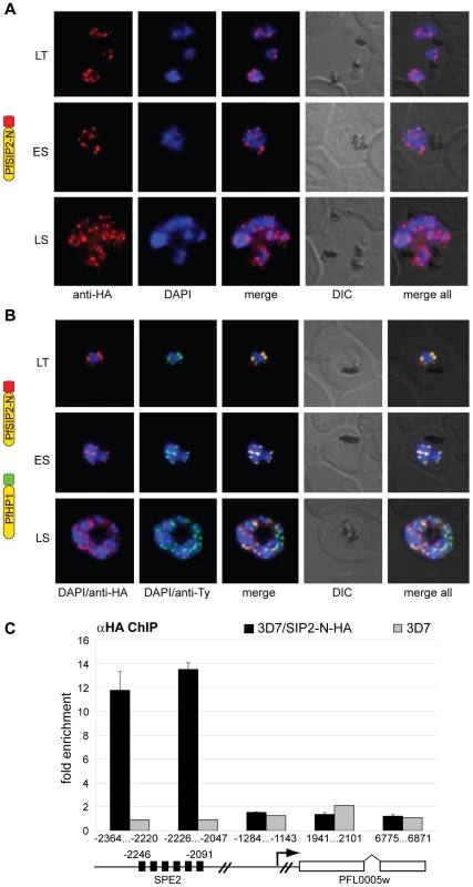 PfSIP2-N localizes to <i>P. falciparum</i> chromosome end clusters.