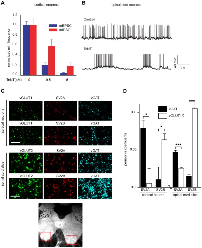SV2A is largely expressed in inhibitory neurons while SV2B is predominately expressed in excitatory neurons.