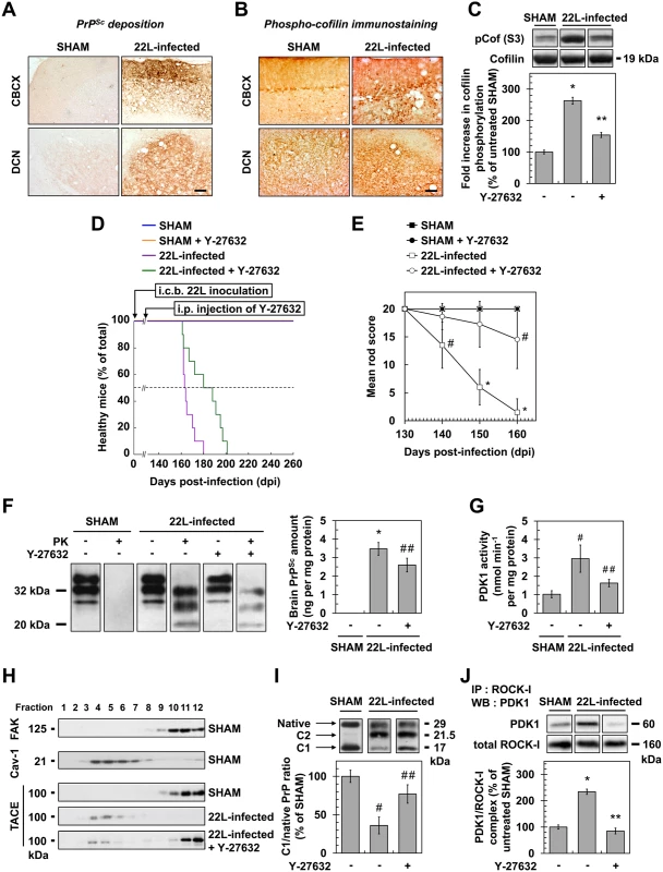 ROCK inhibition with Y-27632 attenuates prion disease in mice.