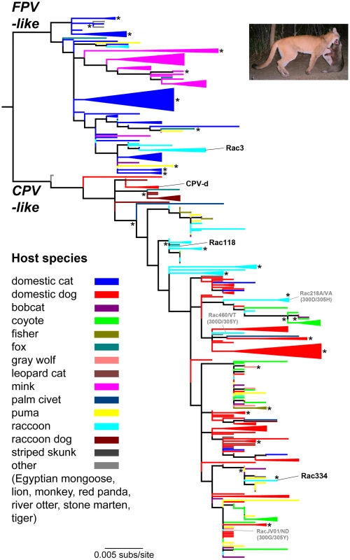 Phylogenetic relationships of 343 VP2 capsid protein nucleotide sequences of parvoviruses recovered from wild and domestic carnivores.