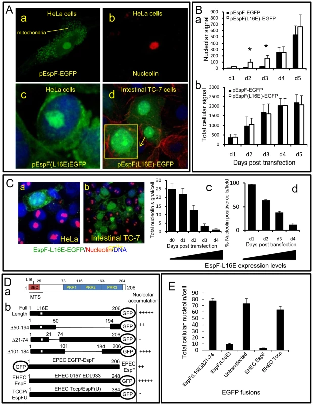 The N-terminal domain of EspF mediates nucleolar targeting and loss of nucleolin.
