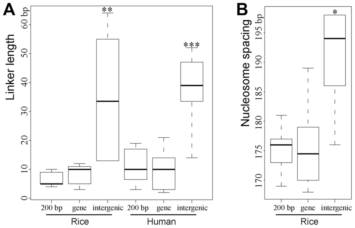 Boxplots of estimated lengths of linkers (A) and spacing (B) between the phased nucleosomes mapped close to DHSs.