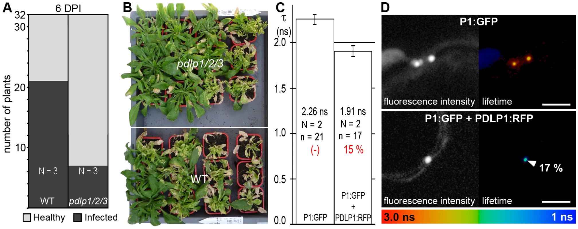 PDLPs are important contributors to CaMV movement <i>in planta</i>.