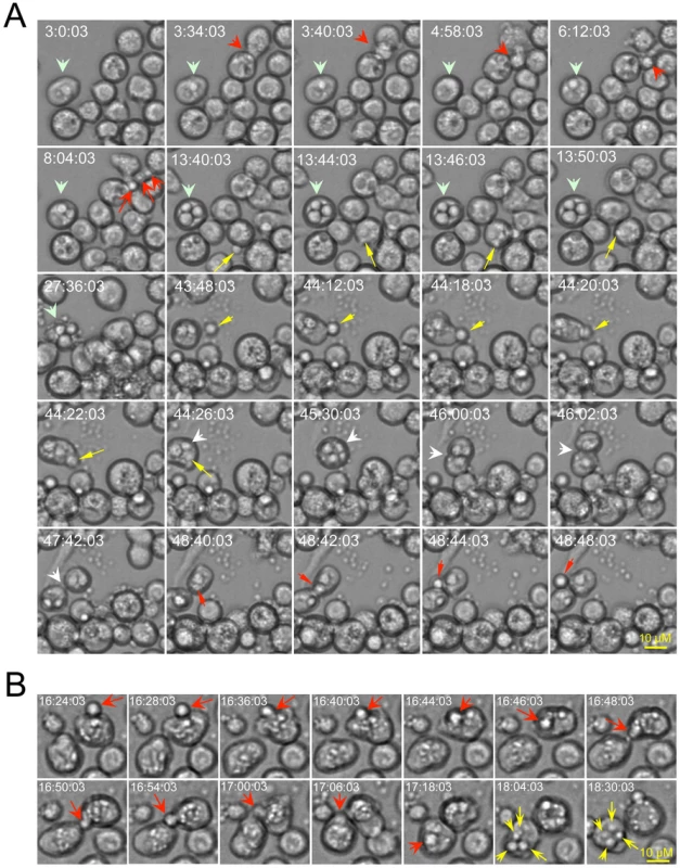 Live cell images indicate that <i>Drosophila</i> S2 cells support the phagocytosis, intracellular replication, cell-to-cell dissemination and escape of <i>Cryptococcus neoformans</i> (Cn).