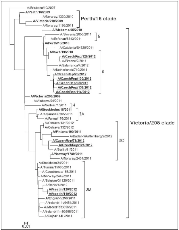 Fylogenetická analýza molekuly hemaglutinínu H3 Referenční kmeny v jednotlivých liniích (Perth/16 a Victoria/208) a subliniích jsou zvýrazněný tlustě. Analyzované A/H3N2 izoláty z chřipkové sezony 2011/2012 jsou zvýrazněné podtržením.
Fig. 1 Phylogenetic analysis of the H3 hemagglutinin molecule Reference strains in particular lines (Perth/16 and Victoria/208) and sublines are highlighted in bold. TheA/H3N2 isolates from the influenza season 2011/2012 are highlighted by underlining.