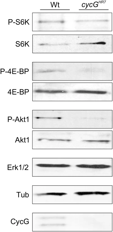Reduced phosphorylation levels of InR/TOR targets in <i>cycG</i><sup><i>HR7</i></sup> mutants.
