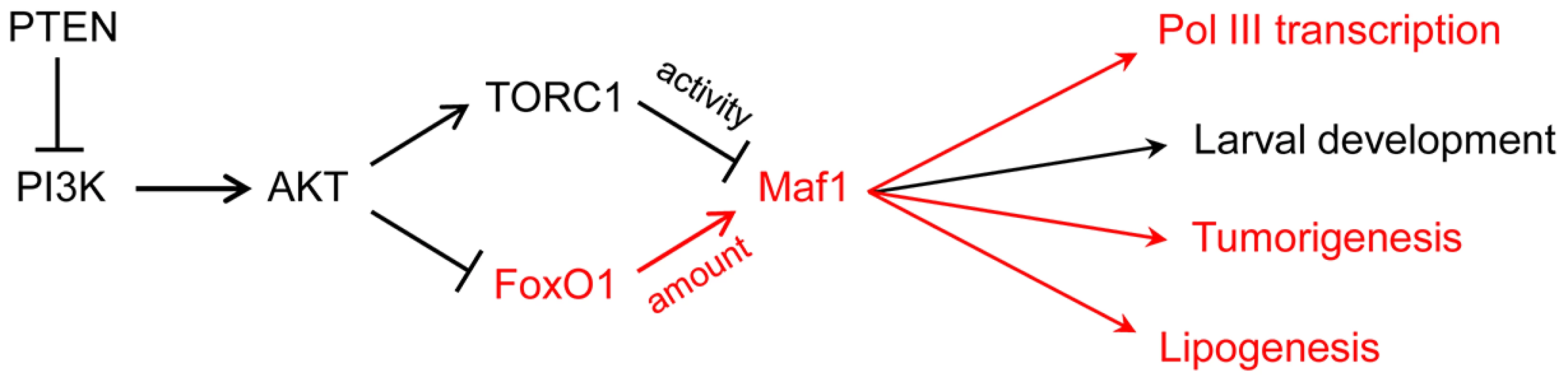 PI3K signaling via FoxO1 regulates Maf1 abundance and downstream processes.