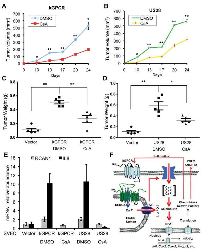 NFAT activation is critical for tumor formation induced by viral GPCRs.