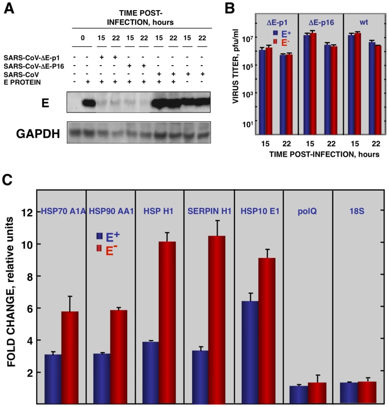 Effect of SARS-CoV E protein on stress induced by SARS-CoV infection.