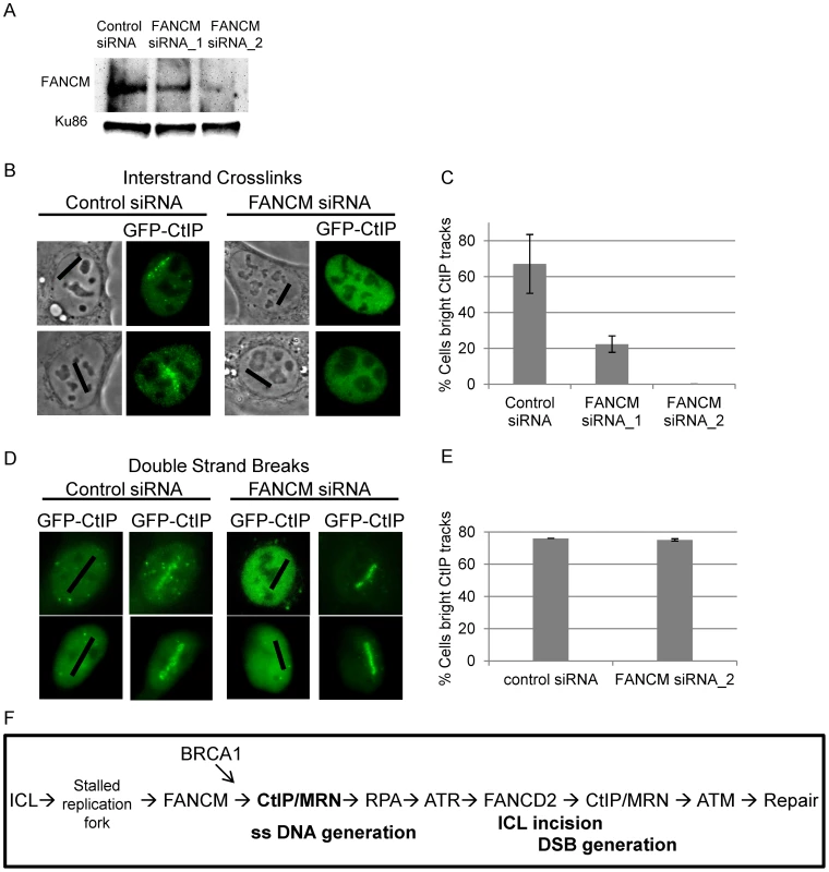 FANCM depletion reduces CtIP accumulation at ICLs but not at DSBs.