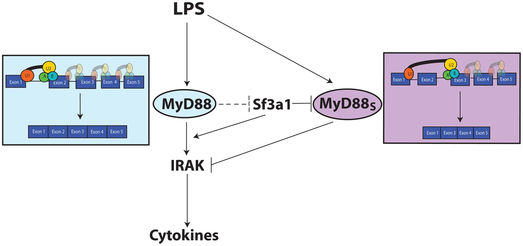 Model depicting the relationship between TLR signaling, MyD88, SF3A1, and MyD88<sub>S</sub>.