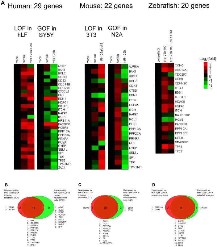 GOF/LOF screen for p53 network genes regulated by miR-125b.