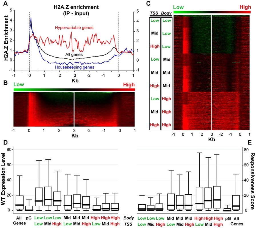 H2A.Z enrichment in gene bodies is associated with lower expression and higher responsiveness.