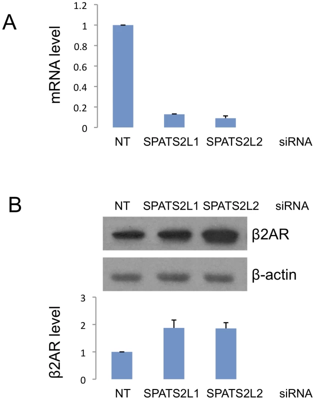 Effect of siRNA-mediated <i>SPATS2L</i> knockdown on β<sub>2</sub>-adrenergic receptor levels in HASM cells.