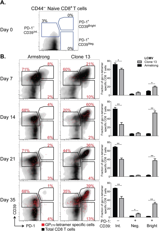 CD39 is highly up-regulated by exhausted CD8<sup>+</sup> T cells in a mouse model of chronic infection.
