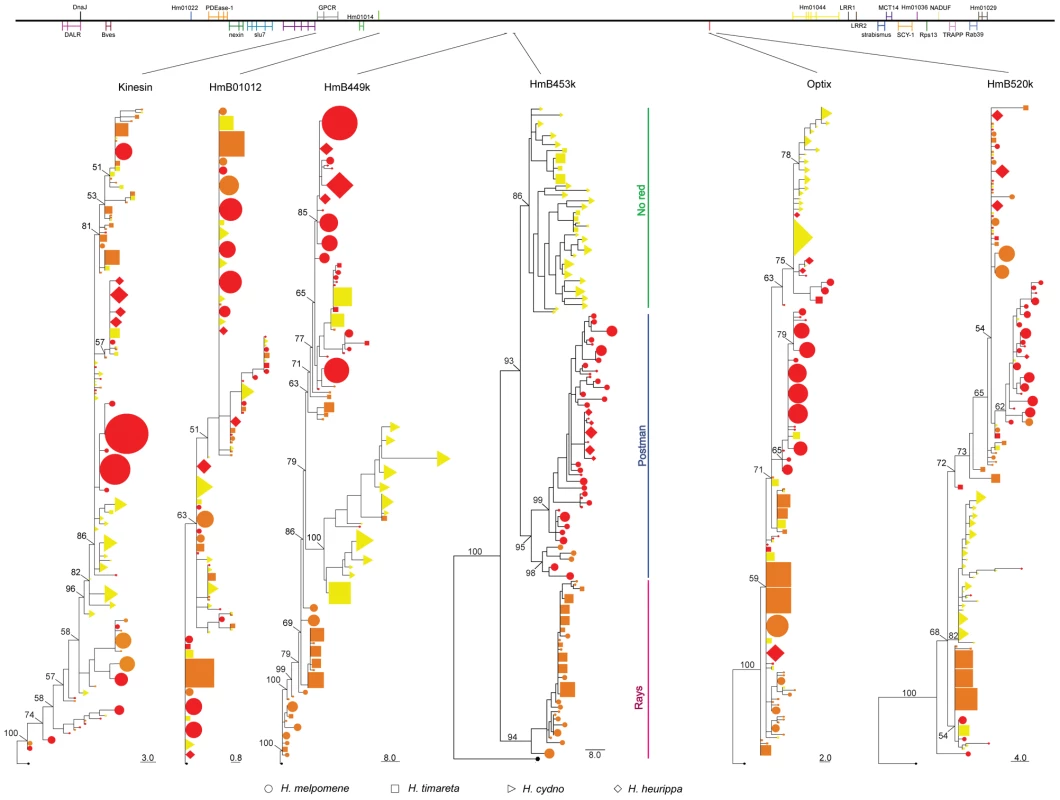 Phylogenetic clustering of the red colour linked markers.