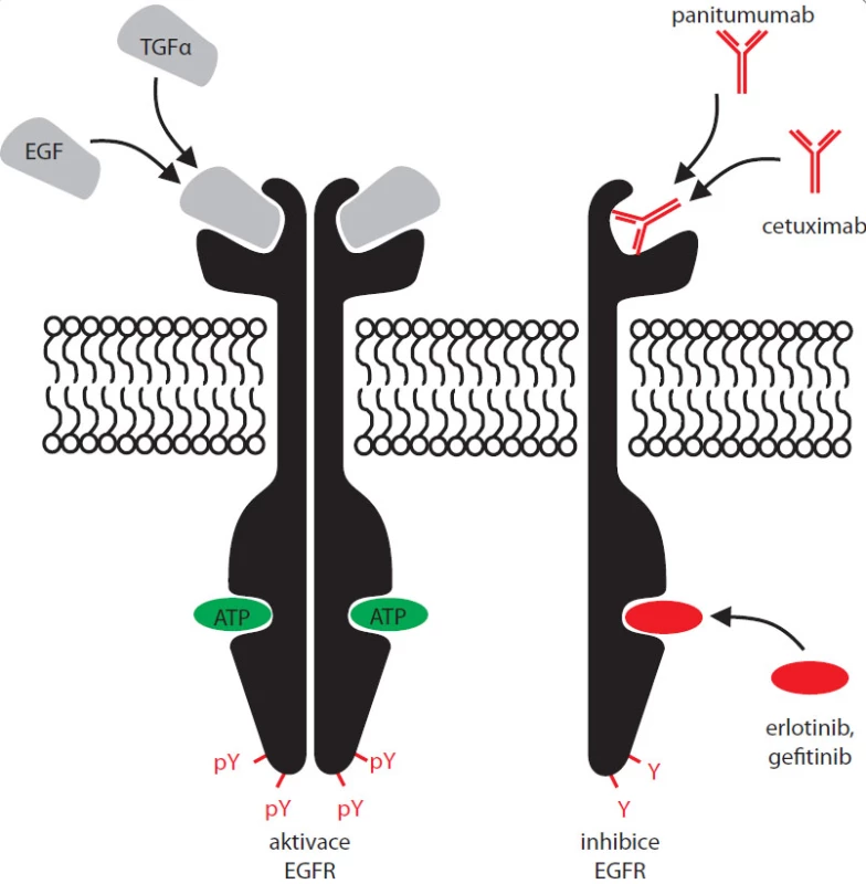 Navázání EGF nebo TGFα vede k aktivaci EGFR, jeho dimerizaci a fosforylaci C-terminálních tyrosinů (vlevo). Nejznámější inhibitory EGFR a místa jejich působení: erlotinib a gefi tinib se vážou do aktivního místa, kde vytěsňují ATP; monoklonální protilátky cetuximab a panitumumab inhibující EGFR, avšak neregistrované pro léčbu nemalobuněčného karcinomu plic, blokují vazebné místo pro cytokiny. Inaktivovaný receptor se není schopen autofosforylovat a aktivovat svou kinázovou doménu, bez navázání ligandu není schopen dimerizace (vpravo).