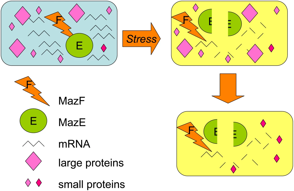 MazF RNase toxin promotes loss of most proteins but selective increase of some small proteins with functions in the MazEF death-and-survival program.