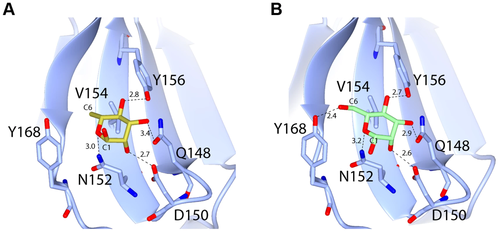 Hydrogen-bonding interactions between pyocin L1 MMBL sugar-binding motif C1 with d-rhamnose and d-mannose.